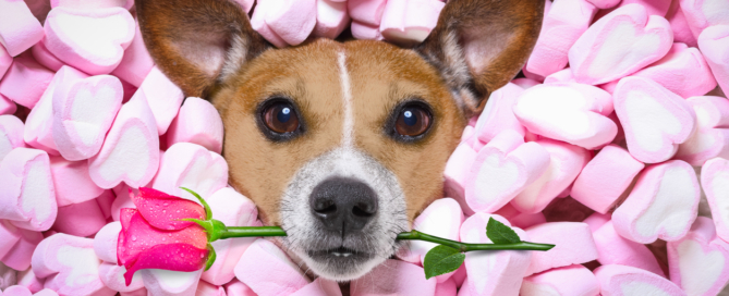 dog love with rose valentines